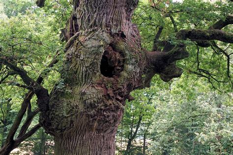 Oak Tree Tribe · Free Photo On Pixabay