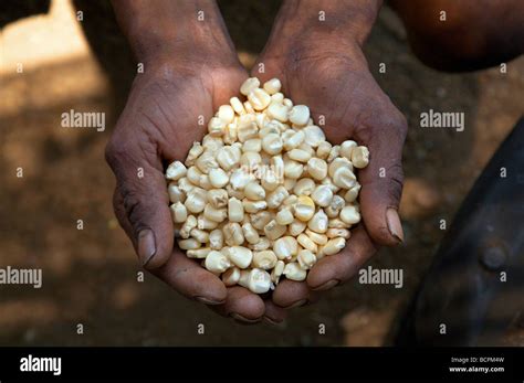Fertilizing Maize Hi Res Stock Photography And Images Alamy