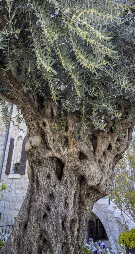 An Ancient Olive Tree In Jerusalem Israel Stock Photo Image Of