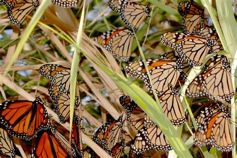 Monarch Alabama Butterfly Atlas