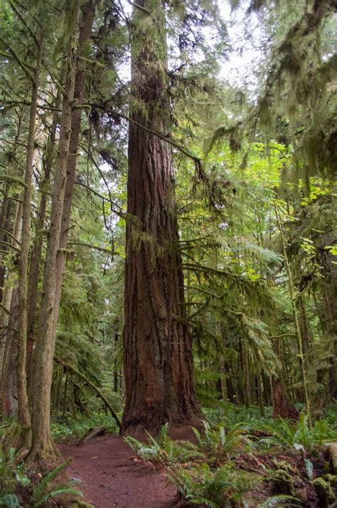 Cathedral Grove Vancouver Island Lisablog