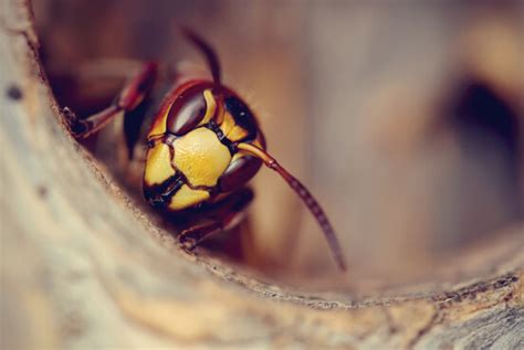 Can an exterminator get rid of yellow jackets. YELLOW JACKET REMOVAL | YELLOW JACKET NEST REMOVAL
