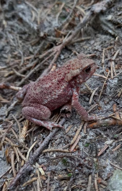 Common Toad Zoochat