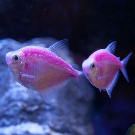 Galactic Purple Tetra Glofish Ryukin Goldfish Glow Fish