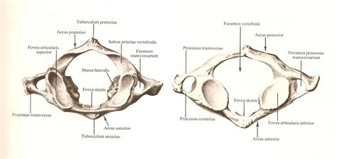 Other articles where atlas is discussed: First cervical vertebra "Atlas of Human Anatomy" R.D ...