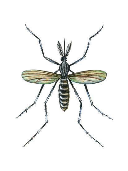 Aedes Mosquito Aedes Aegypti Yellow Fever Mosquito Insects