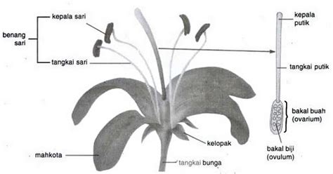 2020+ Bagian Bagian Bunga dan Fungsinya (Gambar + Video ...