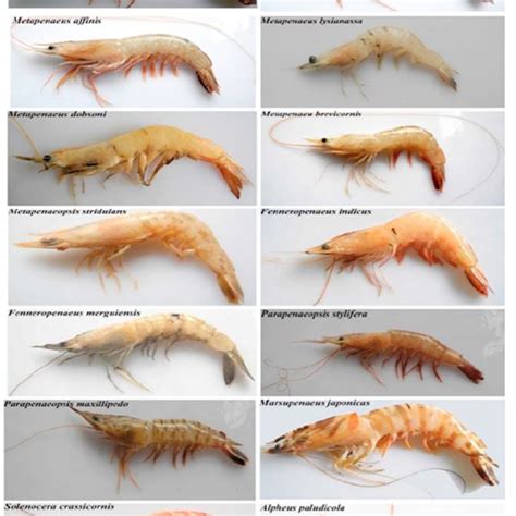 Morphological Differences Identified In Marine Shrimp Species