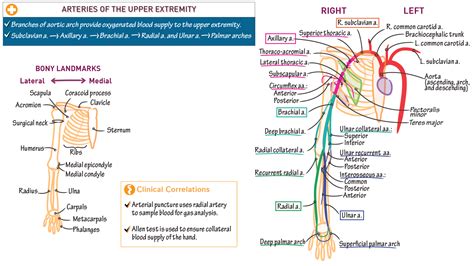 Gross Anatomy Arteries Of The Upper Extremity Ditki Medical