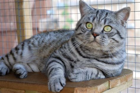 British Shorthair ‘breeders Of Silver Tabby We Have Colourpointed