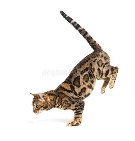 Side View Of A Bengal Cat Jumping Down Isolated Stock Image Image Of