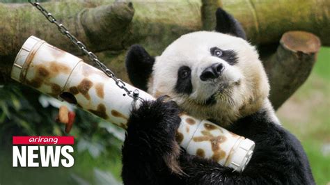 Worlds Oldest Living Panda In Captivity Dies Youtube