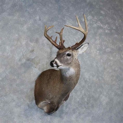 Whitetail Deer Mount For Sale 11895 The Taxidermy Store