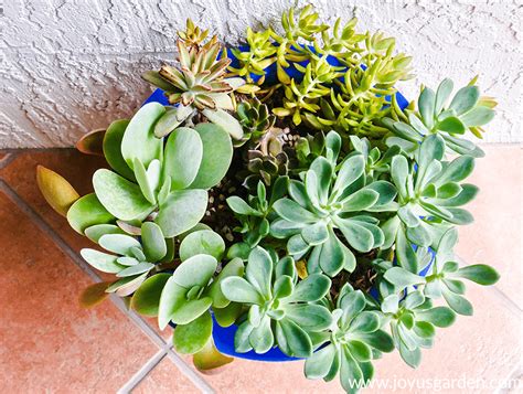 Not all cacti live in the desert. How Much Sun Do Succulents Need? | Joy Us Garden ...