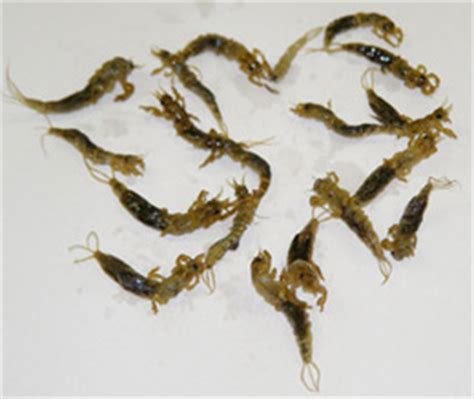We did not find results for: Wholesale Wigglers