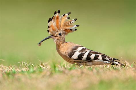 A Happy Hoopoe Wildlife For Cancer