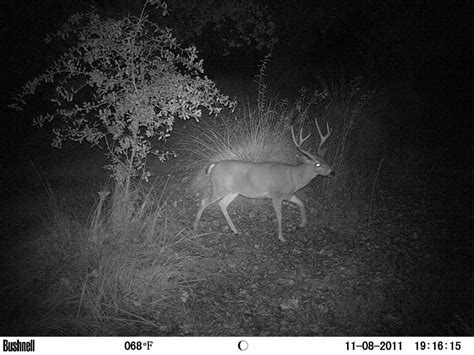 Nightvision Deer Outdoor Veteran