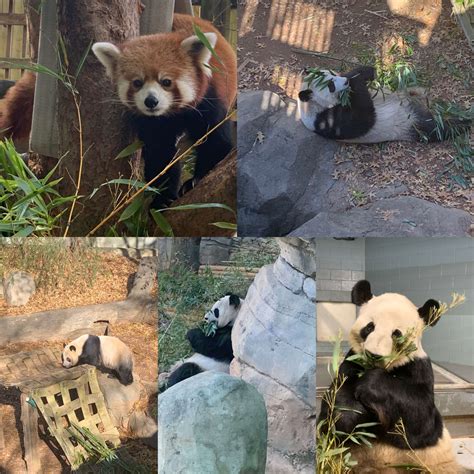 Panda Updates Wednesday December 30 Zoo Atlanta