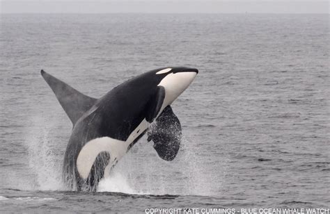 The largest orcas are male antarctic type a orcas which migrate to antarctic waters during the austral (southern) summer. California Transient Orcas — CA165 Lonesome George. One of ...