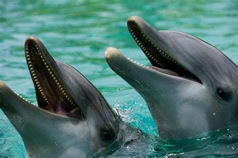 Real Life Dolphins Water Animals Marine Life Sea Creatures Under The