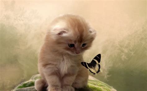 Butterfly Kitten Cat Wallpaper 1680x1050 48565
