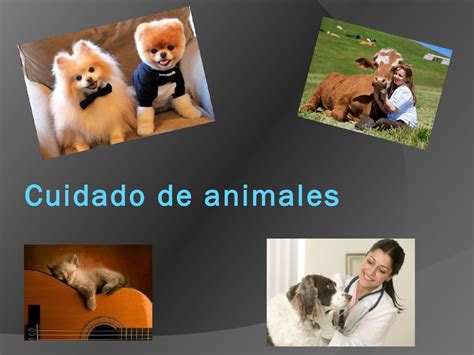 Cuidado De Animales By July20 Issuu