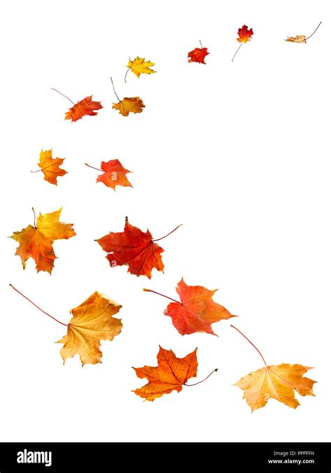 Maple Autumn Leaves Falling To The Ground On White Background Stock