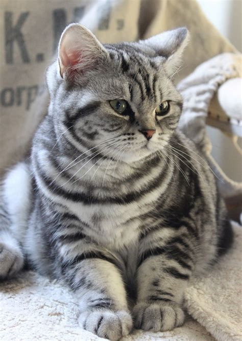 Lovely Silver Tabby Pretty Cats