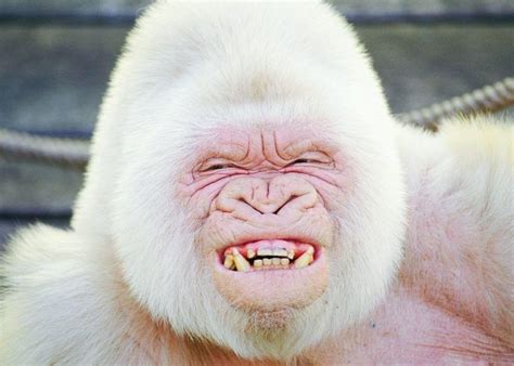 This Is Snowflake The Only Known White Albino Gorilla To Exist He