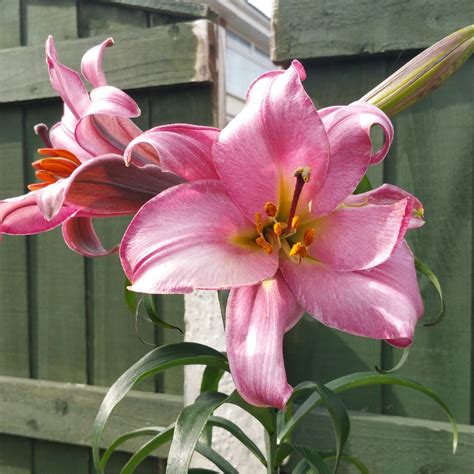 Lilium Pink Perfection Group Lily Pink Perfection Group Trumpet
