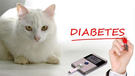 Diabetes In Cats Types Symptoms Causes And Treatments Petmoo
