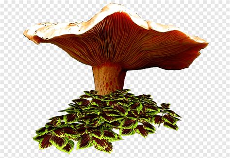 Drawing Fungus Blog Autumn Cartoon Mushroom Png Pngegg
