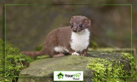 Weasel Facts You Should Know Before Getting Your Pet Planet