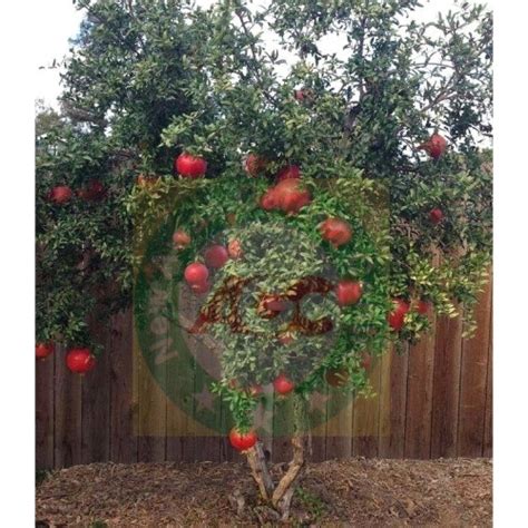 Pomegranate Dwarf Kandhari Awangarden