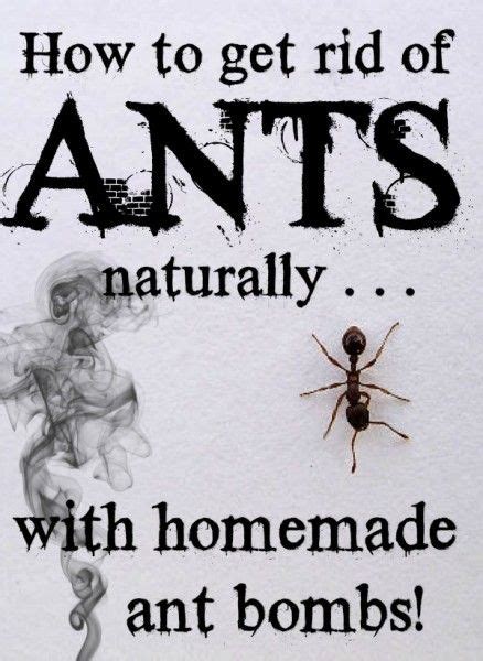 Are ants invading your home? Get rid of ants, How to get rid and Ants on Pinterest