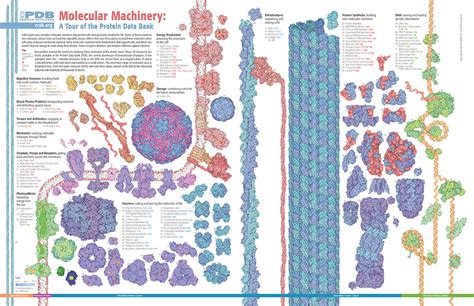 Pdb 101 Learn Flyers Posters And Calendars Flyers Molecular