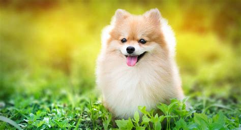 The 5 Sweetest Small And Fluffy Dog Breeds Pethelpful