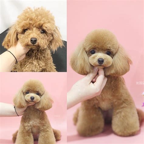 Pin By Tamara Burns On Grooming Toy Poodle Haircut Poodle Grooming