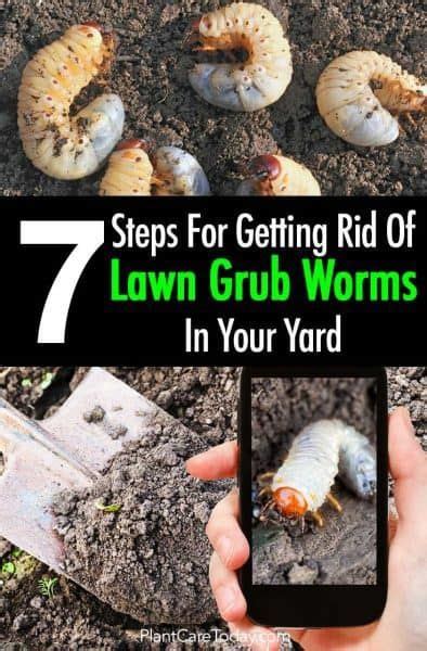 Lawn Grub Worm Control 10 Ways To Get Rid Of Grub Worms Lawn Pests