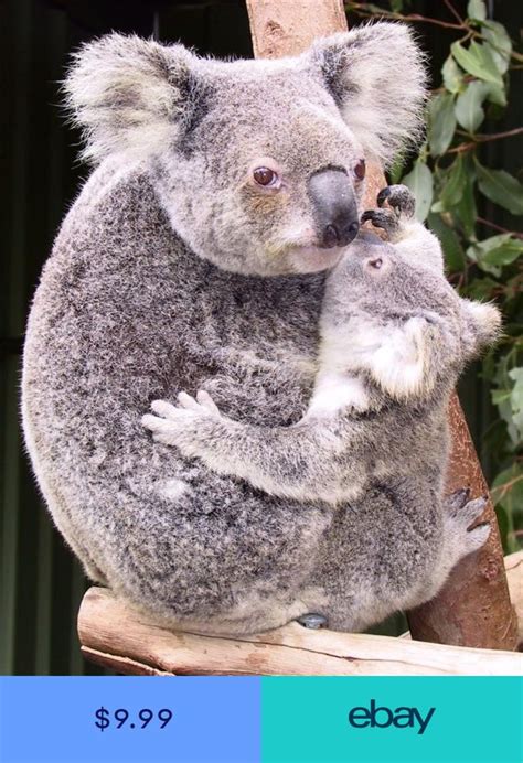 Koala Mom Glossy Poster Picture Photo Baby Mum Marsupial Australia Cute