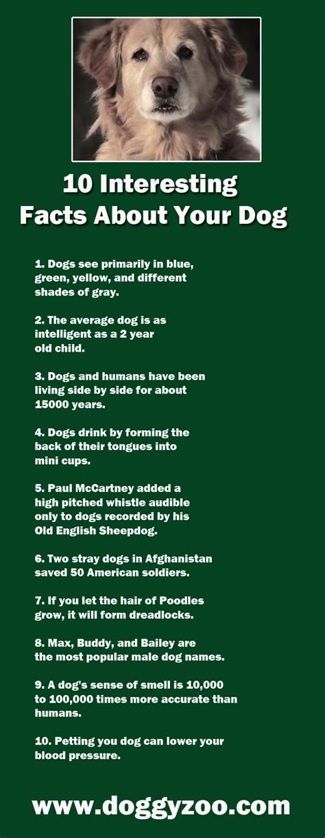 10 Interesting Facts About Your Dog