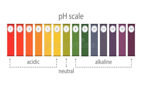 PH Value Scale Chart For Acid And Alkaline Solutions Acid Base Balance