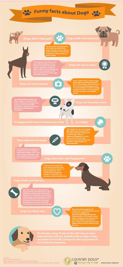 Funny Facts About Dogs Visually