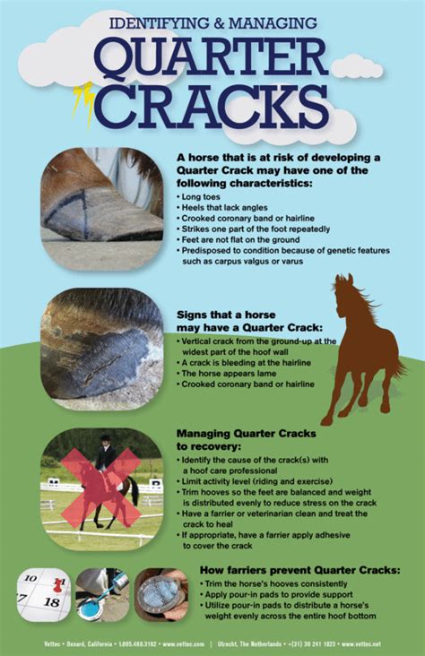 Identifying And Managing Quarter Cracks Info Graphic Horse Health