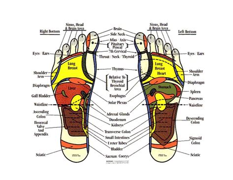 Foot Reflexology