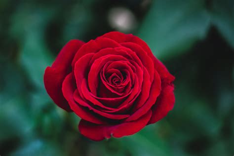 Close Up Of A Deep Red Rose Cool Digital Photography