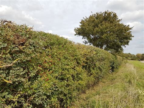Thorny Hedges Updated Rob Yorke