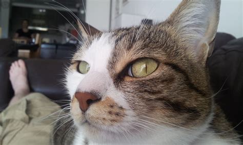 Worms eye view by sofery on deviantart. Worms in Cats eyes?? *GRAPHIC PICTURE IN POST 5* | TheCatSite