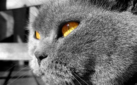 Cat Yellow Eyes Wallpaper Hd Desktop Wallpapers 4k Hd