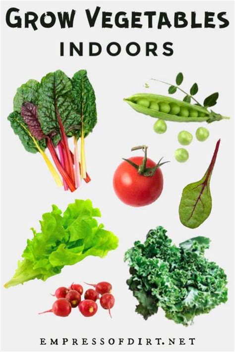 Grow Vegetables Indoors Easy Beginners Guide Growing Vegetables